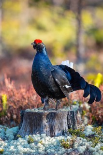Black grouse (Lyrurus tetrix), black grouse courtship in Sweden, Fågelsjö, Gävleborgs län, Sweden