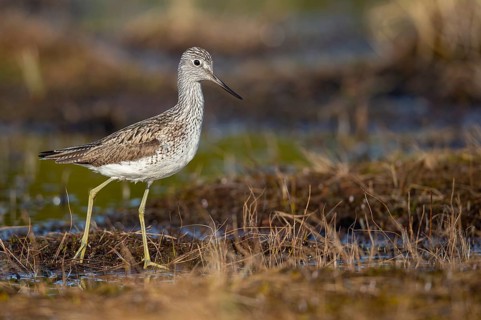 Greenshank (Tringa nebularia) in a bog, Fågelsjö, Gävleborgs län, Sweden