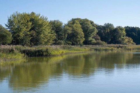 Deciduous trees and reeds at Schmachter See, reflection, landscape with blue sky, Binz, seaside