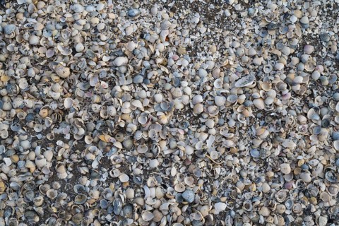 Surface on the ground with numerous mussels, background image, Baltic Sea, Mecklenburg-Western