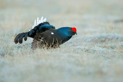 Black grouse (Lyrurus tetrix), black grouse courtship in Sweden, Fågelsjö, Gävleborgs län, Sweden