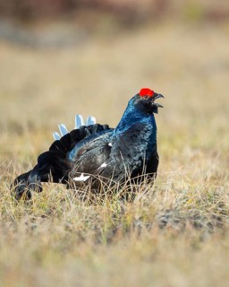 Black grouse (Lyrurus tetrix), black grouse courtship in Sweden, Fågelsjö, Gävleborgs län, Sweden