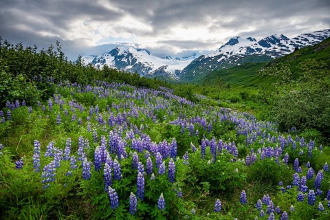 Picturesque landscape on the Richardson Highway, blooming Alaskan lupines (Lupinus nootkatensis),