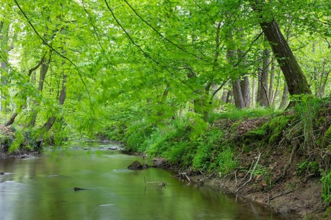 The river Hunte near Barkhausen in the spring-like beech forest, Barkhausen, Bad Essen, Lower