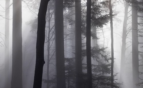 Tree trunks in morning fog with sunbeams, autumn forest, Mondseeland, Salzkammergut, Upper Austria,
