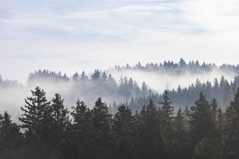 Autumn landscape, coniferous forest in morning fog, Mondseeland, Salzkammergut, Upper Austria,