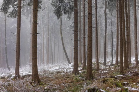 Autumn landscape, forest covered in fog with hoarfrost, Mondseeland, Salzkammergut, Upper Austria,