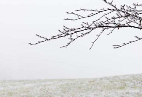 Winter forest, thin branches of a deciduous tree covered with hoarfrost, Mondseeland,