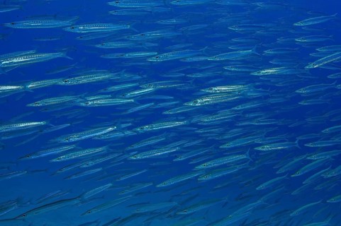Underwater photo of school of Bigeye Barracuda (Sphyraena forsteri) Bigeye Barracuda swimming