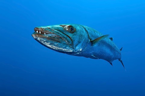 Underwater photo close-up of Great barracuda (Sphyraena barracuda) stands floating directly in