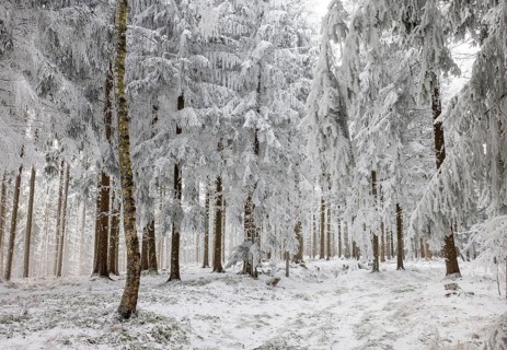 Winter landscape, forest covered with hoarfrost, Mondseeland, Salzkammergut, Upper Austria, Austria