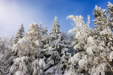 Winter landscape, winter forest with blue sky, trees covered with hoarfrost, Mondseeland,