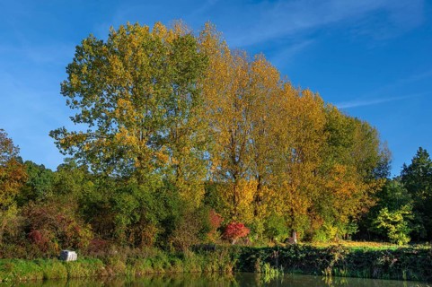 Autumnal poplars (Populus) in front of a carp pond, Beerbach, Middle Franconia, Bavaria, Germany