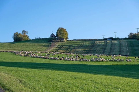 Shepherd tending his flock of sheep (Ovis gmelini aries) in a meadow, Tauchersreuth, Middle