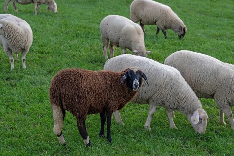 Flock of sheep (Ovis gmelini aries) grazing in a meadow, Beerbach, Middle Franconia, Bavaria,