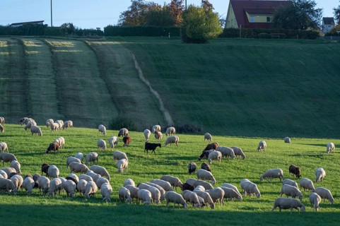 Flock of sheep (Ovis gmelini aries) grazing in a meadow, Tauchersreuth, Middle Franconia, Bavaria,