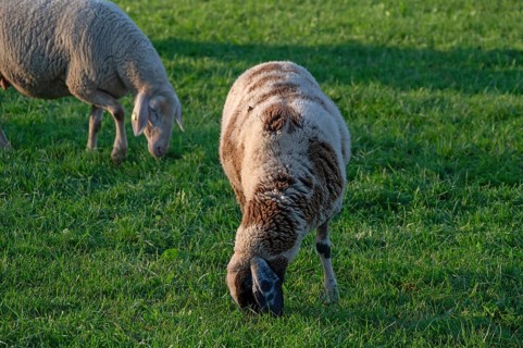 Sheep (Ovis gmelini aries) grazing in a meadow, Tauchersreuth, Middle Franconia, Bavaria, Germany