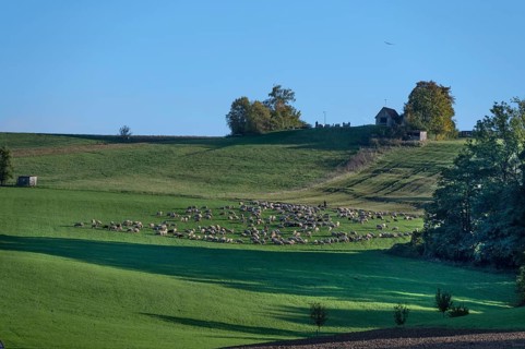 Shepherd with his sheep (Ovis gmelini aries) on the pasture, Tauchersreuth, Middle Franconia,