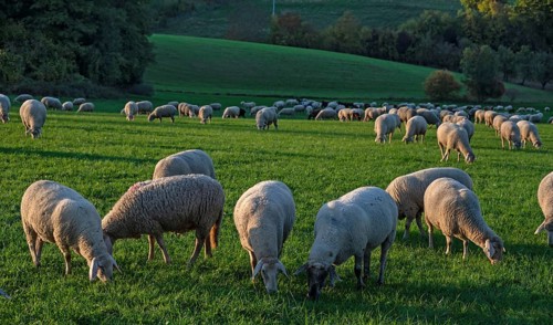 Flock of sheep (Ovis gmelini aries) grazing in a meadow in the evening light, Beerbach, Middle