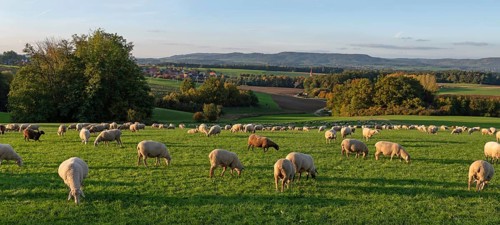 Flock of sheep (Ovis gmelini aries) grazing in a meadow in the evening light, Franconian
