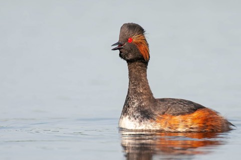 Black-necked Grebe (Podiceps nigricollis) in its plumage, Goldenstedter Moor, Goldenstedt, Lower