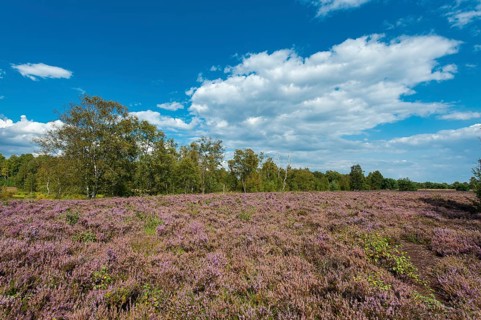 Blühende Heide im Moor, Rehdener Geestmoor, Rehden, Lower Saxony, Germany