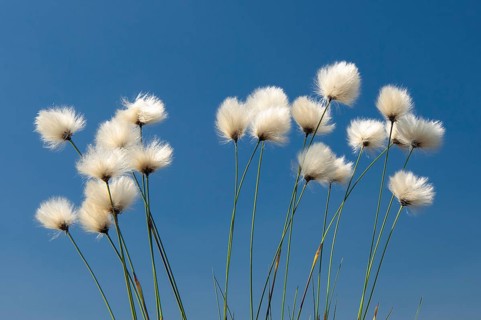 Cottongrass, sheath cottongrass (Eriophorum vaginatum) in Goldenstedt Moor, Goldenstedt, Lower