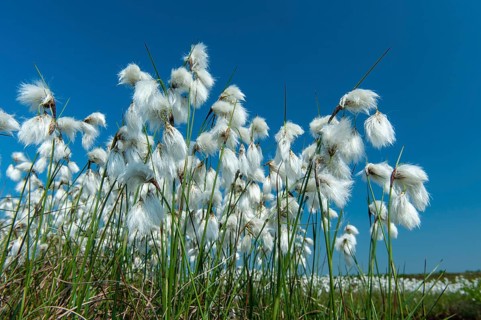 Common cottongrass (Eriophorum angustifolium) in the Goldenstdter Moor, Goldenstedt, Lower Saxony,