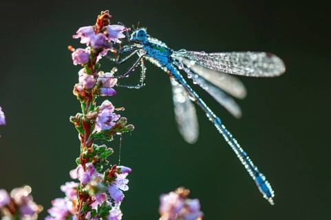 Emerald Damselfly (Lestes sponsa) on flowering heather in the Goldenstedt moor, Goldenstedt, Lower