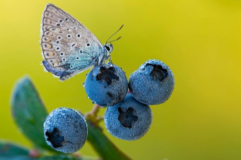 Blue hay blue (Polyommatus icarus) on a blueberry, Goldenstedter Moor, Lower Saxony, Germany