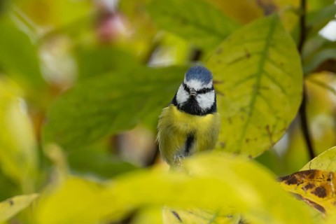 Blue tit (Cyanistes caeruleus) adult garden bird on a magnolia tree with autumn colour leaves,