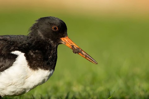 Eurasian oystercatcher (Haematopus ostralegus) adult wader bird on grassland, England, United