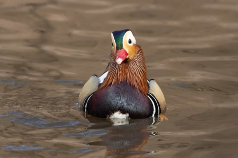 Mandarin duck (Aix galericulata) adult male bird on the water surface of a lake, England, United