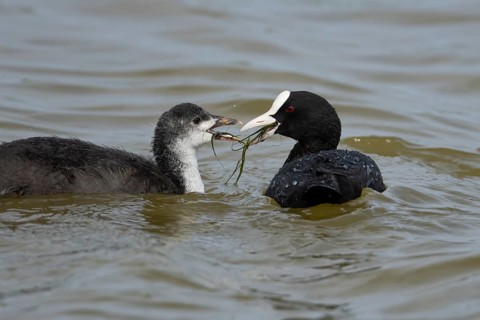 Coot (Fulica atra) adult bird feeding a juvenile baby on the water surface of a lake, England,