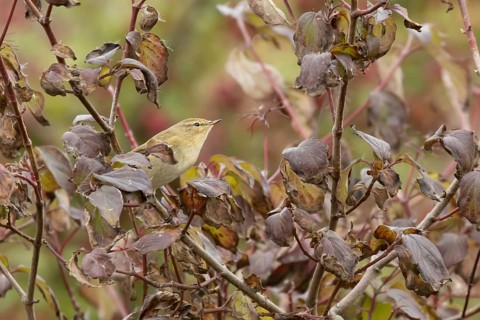 Chiffcaff (Phylloscopus collybita) adult bird on a dogwood tree with autumn colour leaves, England,