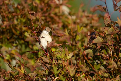 Lesser whitethroat (Curruca curruca) adult bird on a tree with autumn colour leaves, England,