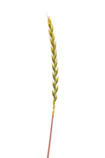 Spelt (Triticum aestivum), cereal, optional, Dinklage, Lower Saxony, Germany