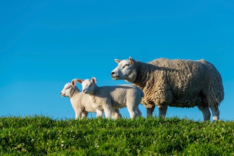 Sheep on the Hunte dyke, Lamm, Elsfleth, Lower Saxony, Germany
