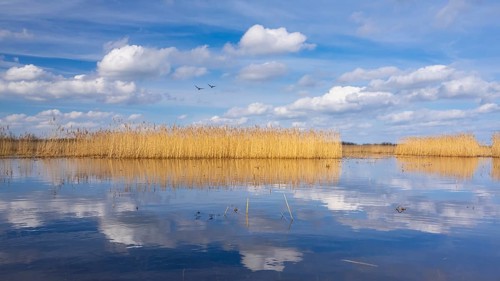 Reeds on the banks of Dümmer, Lake Dümmer, Hüde, Lower Saxony, Germany