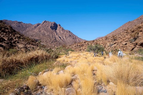 Hiking to White Lady, Dry Mountain Landscape, Tsisab Gorge, Brandberg, Erongo, Namibia