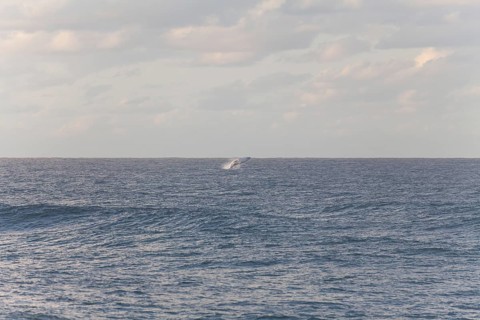Migration view with whale jumping in the distant ocean. Humpback whale breaching, Cape Byron, New