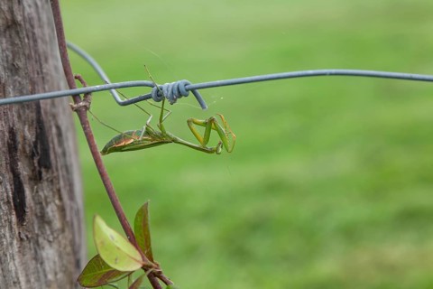 Large giant mantis resting on a wooden fence post in the outdoor light. Macro view, Byron Bay, New