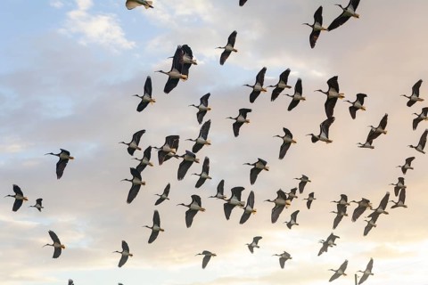 Large group of Australian white ibises (Threskiornis molucca) soaring across the blue sky. Flying