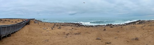 Panorama, seal colony by the sea, fur seal, Cape fur seal (Arctocephalus pusillus), Cape Cross,