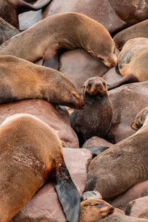 Seal colony, fur seal, Cape fur seal (Arctocephalus pusillus), Cape Cross, Atlantic coast, Namibia