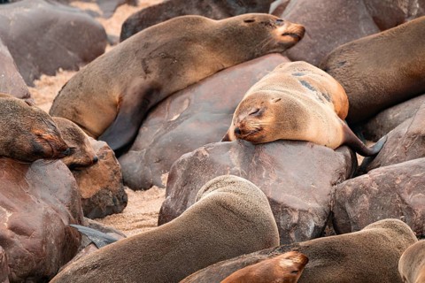Seal colony, fur seal sleeping, Cape fur seal (Arctocephalus pusillus), Cape Cross, Atlantic coast,