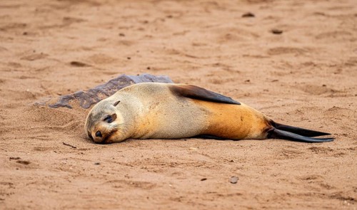 Fur seal, Cape fur seal (Arctocephalus pusillus), Cape Cross, Atlantic coast, Namibia
