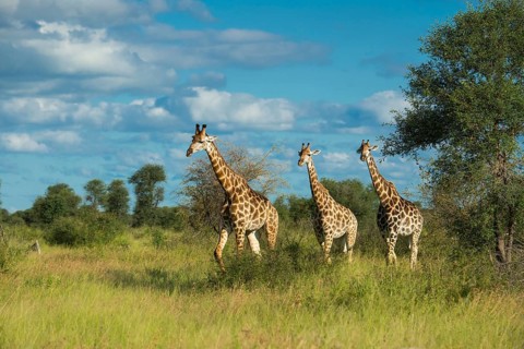 Giraffe (Giraffa) in the savannah, Kruger National Park, South Africa