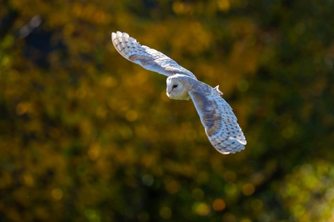 Barn owl (Tyto alba) in the evening light, Oldenburger Münsterland, Vechta, Lower Saxony, Germany