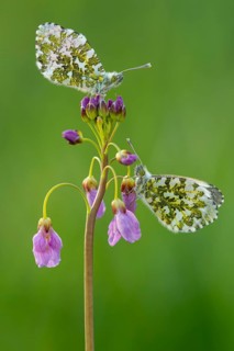 Aurora butterfly (Anthocharis cardamines) on meadowfoam, Oldenburger Münsterland, Vechta, Lower